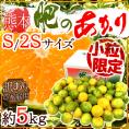 熊本産 ”肥のあかりみかん” 訳あり 小粒S/2Sサイズ 約5kg【予約 9月下旬以降】 送料無料