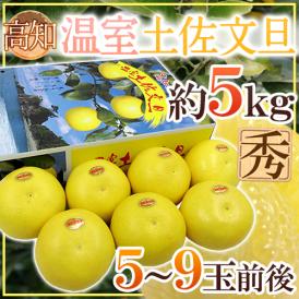 土佐高知 ”温室土佐文旦” 秀品 5～9玉前後 約5kg【予約 12月以降】 送料無料