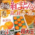 愛媛産 ”紅まどんな” 秀品 超大玉限定3L/4L 8~10玉 約3kg【予約 12月以降】 送料無料