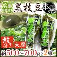 兵庫 丹波地方 ”枝付き黒枝豆 本黒” 約500〜700g×2pc 黒豆【予約 10月中下旬以降】 送料無料