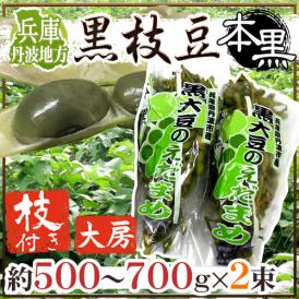 兵庫 丹波地方 ”枝付き黒枝豆 本黒” 約500〜700g×2pc 黒豆【予約 10月中下旬以降】 送料無料