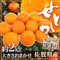 ”佐賀産 せとか” ちょっと訳あり 約2kg 大きさおまかせ【予約 1月下旬以降】 送料無料