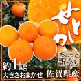 ”佐賀産 せとか” ちょっと訳あり 約1kg 大きさおまかせ【予約 1月下旬以降】 送料無料