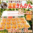 宮崎県 ”温室きんかん” 秀品 2L以上 約250g×《15pc》【予約 11月下旬以降】 送料無料