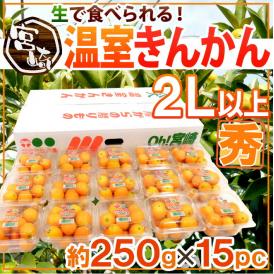 宮崎県 ”温室きんかん” 秀品 2L以上 約250g×《15pc》【予約 11月下旬以降】 送料無料