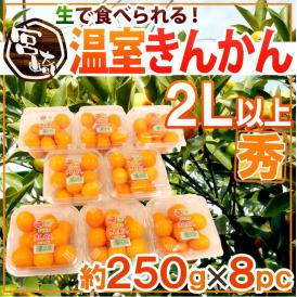宮崎県 ”温室きんかん” 秀品 2L以上 約250g×《8pc》（合計約2kg）【予約 11月下旬以降】 送料無料