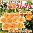 宮崎県 ”温室きんかん” 秀品 2L以上 約250g×《10pc》（合計約2.5kg）【予約 11月下旬以降】 送料無料