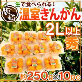 宮崎県 ”温室きんかん” 秀品 2L以上 約250g×《10pc》（合計約2.5kg）【予約 11月下旬以降】 送料無料