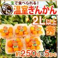 宮崎県 ”温室きんかん” 秀品 2L以上 約250g×《5pc》【予約 11月下旬以降】 送料無料