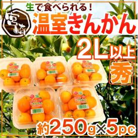 宮崎県 ”温室きんかん” 秀品 2L以上 約250g×《5pc》【予約 11月下旬以降】 送料無料