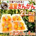 宮崎県 ”温室きんかん” 秀品 2L以上 約250g×《4pc》（合計約1kg）【予約 11月下旬以降】 送料無料