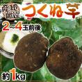 産地厳選 ”つくね芋・山の芋” 2～4玉前後 約1kg 山芋/大和芋/やまいも【予約 11月以降】 送料無料