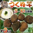 産地厳選 ”つくね芋・山の芋” 5～10玉前後 約3kg 山芋/大和芋/やまいも【予約 11月以降】 送料無料