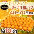 カリフォルニア産 プレミアムオレンジ ”ピュアスペクトネーブルオレンジ” 40～70玉前後 約10kg【予約 1月下旬以降】 送料無料