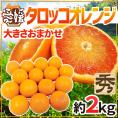 ”愛媛県 タロッコオレンジ” 秀品 約2kg 大きさおまかせ ブラッドオレンジ【予約 4月以降】 送料無料