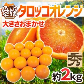愛媛県 ”タロッコオレンジ” 秀品 約2kg 大きさおまかせ ブラッドオレンジ【予約 4月以降】 送料無料