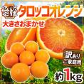 ”愛媛県 タロッコオレンジ” 訳あり 約1kg 大きさおまかせ ブラッドオレンジ【予約 4月以降】 送料無料