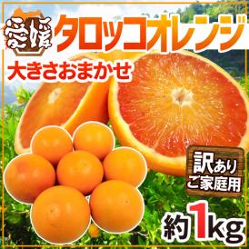 愛媛県 ”タロッコオレンジ” 訳あり 約1kg 大きさおまかせ ブラッドオレンジ【予約 4月以降】 送料無料