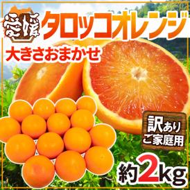 愛媛県 ”タロッコオレンジ” 訳あり 約2kg 大きさおまかせ ブラッドオレンジ【予約 4月以降】 送料無料