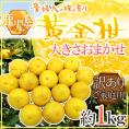 ”鹿児島産 黄金柑” 訳あり 約1kg 大きさおまかせ【予約 3月下旬以降】 送料無料