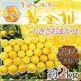 ”鹿児島産 黄金柑” 訳あり 約2kg 大きさおまかせ【予約 3月下旬以降】 送料無料