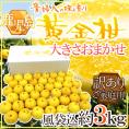 鹿児島産 ”黄金柑” 訳あり 約3kg(風袋込) 大きさおまかせ 産地箱【予約 3月下旬以降】 送料無料