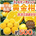 鹿児島・高知産 ”黄金柑” 訳あり 約500g 大きさおまかせ【予約 3月下旬以降】 送料無料