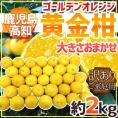 鹿児島・高知産 ”黄金柑” 訳あり 約2kg 大きさおまかせ【予約 3月下旬以降】 送料無料