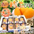 香川県 ”陽玉びわ（ヨウギョク）” 秀品 超大玉限定 3L/4Lサイズ 約250g×4pc（計約1kg） 枇杷【予約 5月下旬以降】 送料無料