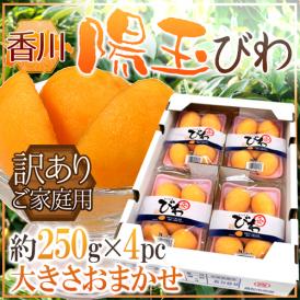 香川県 ”陽玉びわ（ヨウギョク）” 訳あり 約250g×4pc（計約1kg） 大きさおまかせ 枇杷【予約 5月下旬以降】 送料無料