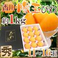 香川県 ”陽玉びわ(ヨウギョク)” 秀品 大玉限定 11~16玉 約1kg 化粧箱 枇杷【予約 5月末以降】 送料無料