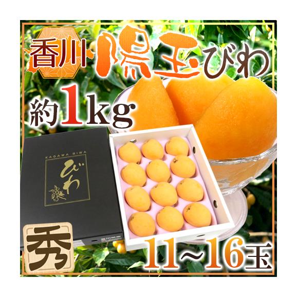 春のコレクション 香川県 約1kg 11～16玉 大玉限定 秀品 ”陽玉びわ（ヨウギョク）” びわ