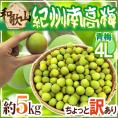 ”紀州・和歌山産 南高梅 青梅” ちょっと訳あり 4L 約5kg【予約 5月中旬以降】 送料無料