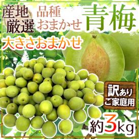 ”青梅” 訳あり 約3kg 産地厳選 品種おまかせ 大きさおまかせ【予約 5月末以降】 送料無料