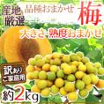 ”梅” 訳あり 約2kg 産地厳選 品種・熟度おまかせ 大きさおまかせ【予約 5月末以降】 送料無料