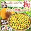 ”梅” 訳あり 約3kg 産地厳選 品種・熟度おまかせ 大きさおまかせ【予約 5月末以降】 送料無料