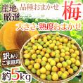 ”梅” 訳あり 約5kg 産地厳選 品種・熟度おまかせ 大きさおまかせ【予約 5月末以降】 送料無料