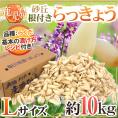 土らっきょう 鹿児島産 ”砂丘らっきょう” 秀品 Lサイズ 約10kg【予約 5月中下旬以降】 送料無料