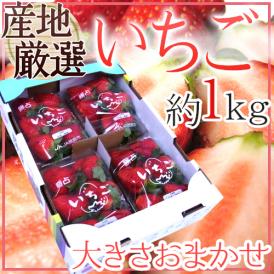 【緊急スポット】”いちご” 約1kg 秀/◯等級 品種・大きさおまかせ 産地厳選 さちのか/紅ほっぺ/あまおう 等【2週間以内の発送】 送料無料