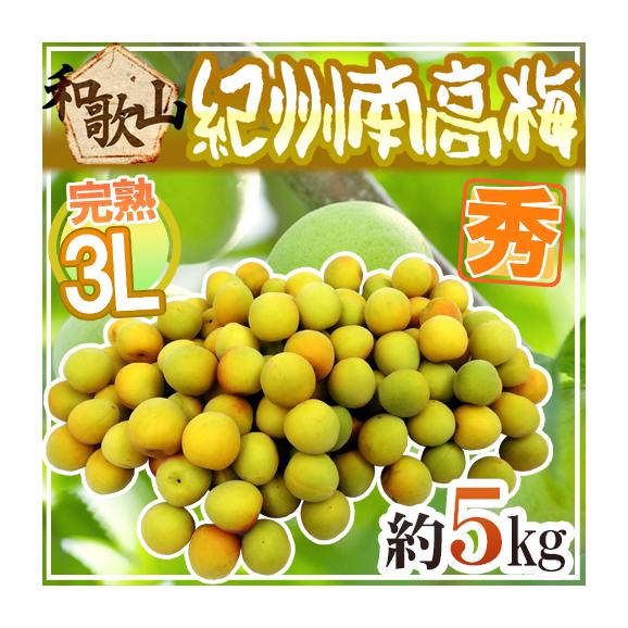 最新の激安 紀州・和歌山産 南高梅 完熟” 秀品 3L 約5kg【予約 6月以降 果物