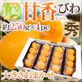 長崎県 巨大びわ ”甘香” 秀品 約250g×4pc 大玉サイズ・ストレートパック【予約 4月下旬以降】 送料無料