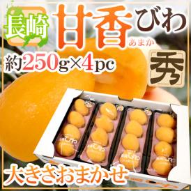 長崎県 巨大びわ ”甘香” 秀品 約250g×4pc 大玉サイズ・ストレートパック【予約 4月下旬以降】 送料無料