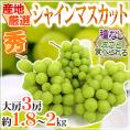 ”シャインマスカット” 秀品 大房限定 3房 約1.8～2kg 産地厳選【予約 8月下旬以降】
