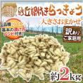 土らっきょう ”鳥取産 砂丘らっきょう” 訳あり 約2kg 大きさおまかせ【予約 5月末以降】 送料無料
