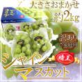 岡山産 ”シャインマスカット「晴王」” 訳あり 約2kg 大きさおまかせ 産地化粧箱 ぶどう【予約 7月下旬以降】 送料無料