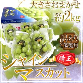 岡山産 ”シャインマスカット「晴王」” 訳あり 約2kg 大きさおまかせ 産地化粧箱 ぶどう【予約 7月下旬以降】 送料無料