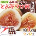 【産地直送】福岡県 高糖度いちじく ”とよみつひめ” 秀品 Lサイズ 9〜12玉 約1kg【予約 8月下旬〜9月】 送料無料
