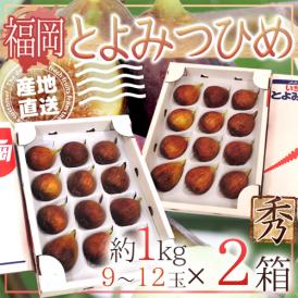 【産地直送】福岡県 高糖度いちじく ”とよみつひめ” 秀品 Lサイズ 9〜12玉 約1kg×《2箱》【予約 8月下旬〜9月】 送料無料