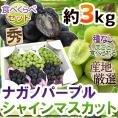 ”シャインマスカット＆ナガノパープル” 秀品 合計約3kg 産地厳選 食べ比べ ぶどう【予約 9月以降】 送料無料