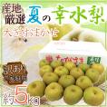 ”夏の幸水梨” 訳あり 約5kg 大きさおまかせ 産地厳選【予約 7月以降】 送料無料